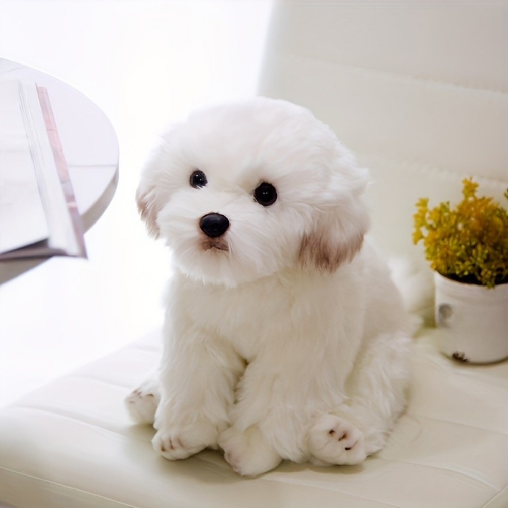 Hvid, fluffy hundehvalp sidder på en hvid stol ved siden af en lille potteplante. Perfekt til kæledyrsentusiaster og hundeelskere.