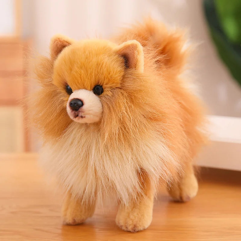 Lille, fluffy Pomeranian hund med gylden pels står på et træbord. Søde hunde, kæledyr, Pomeranian, indendørs.